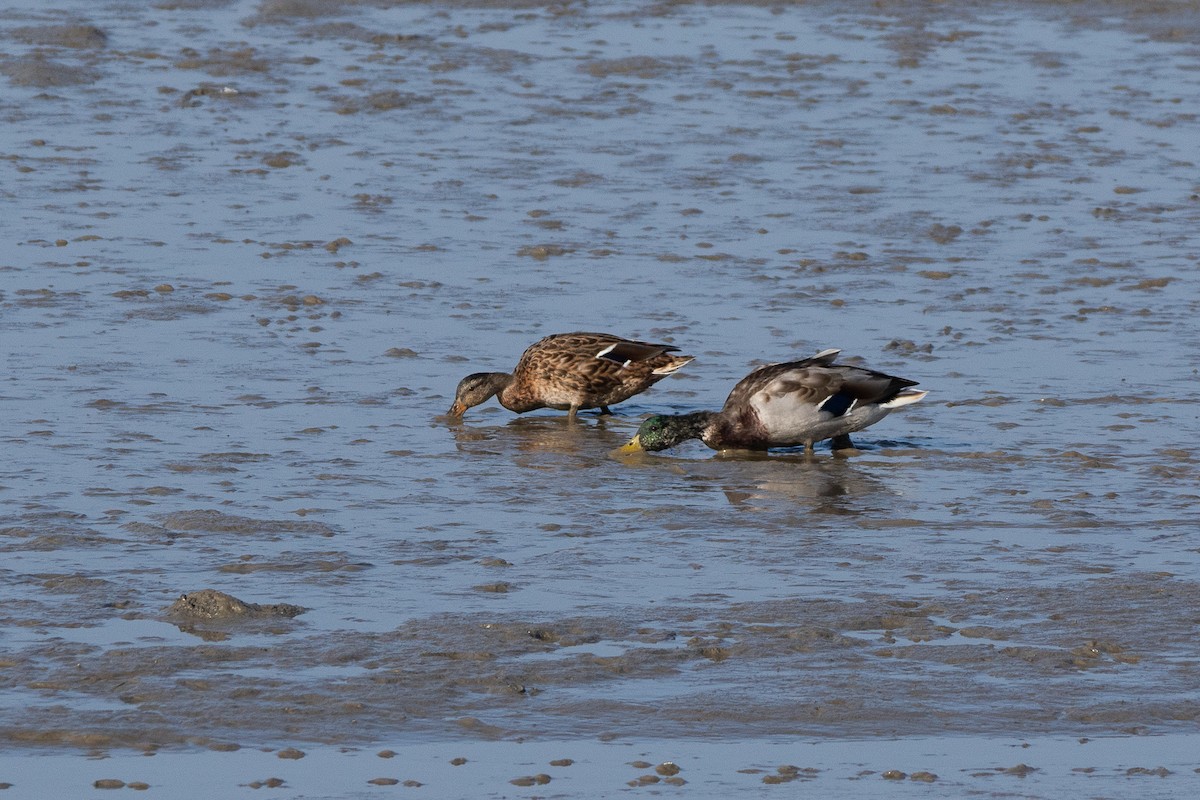 Mallard - ML379777151