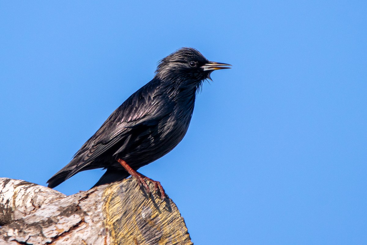 Spotless Starling - ML379778021