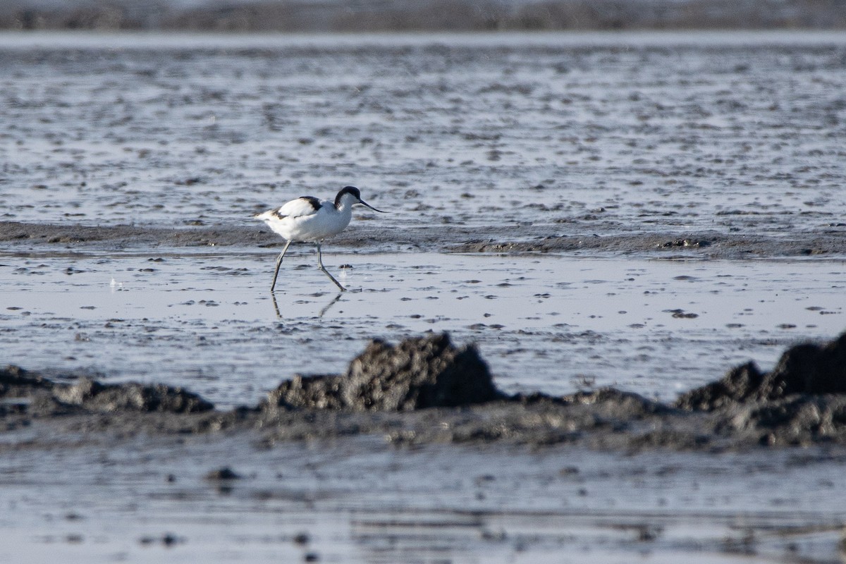 Pied Avocet - ML379778031