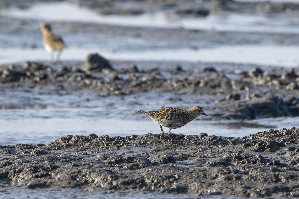 European Golden-Plover - ML379778281