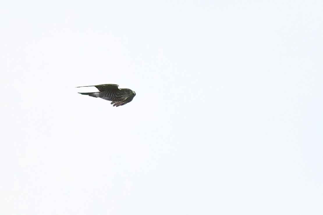 Japanese Sparrowhawk - peng su