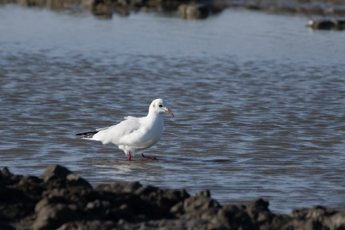 Black-headed Gull - ML379778901