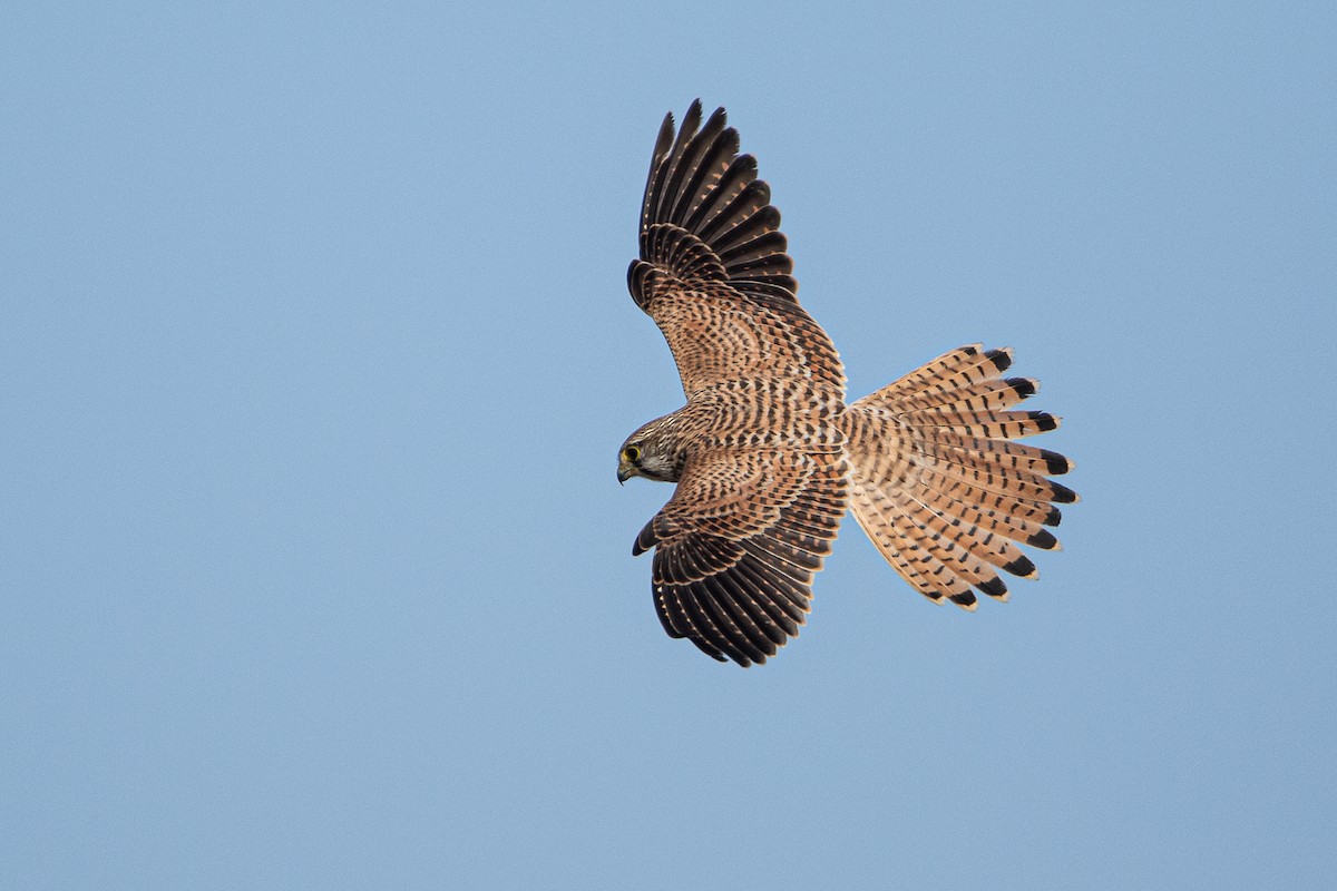 Eurasian Kestrel - ML379779081