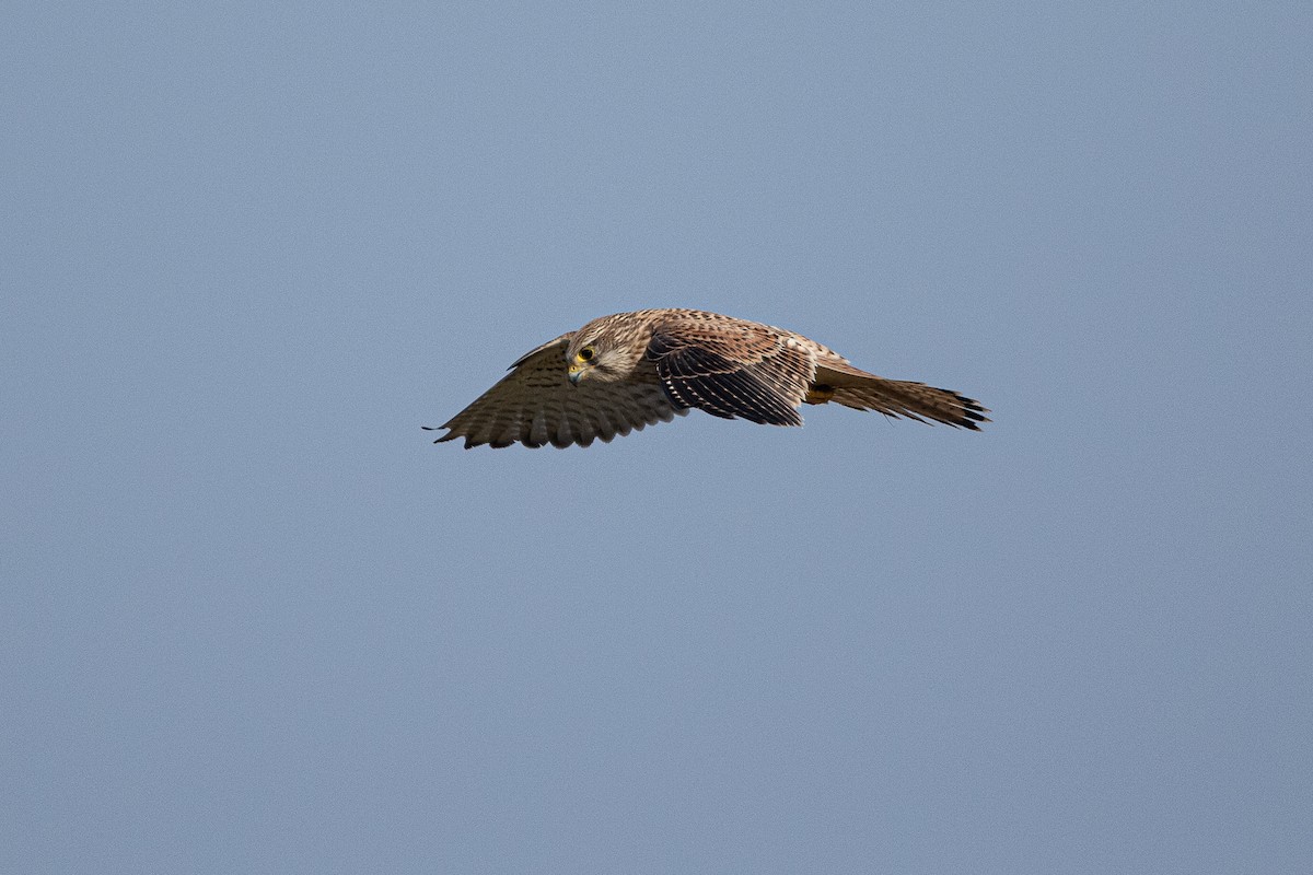 Eurasian Kestrel - ML379779131