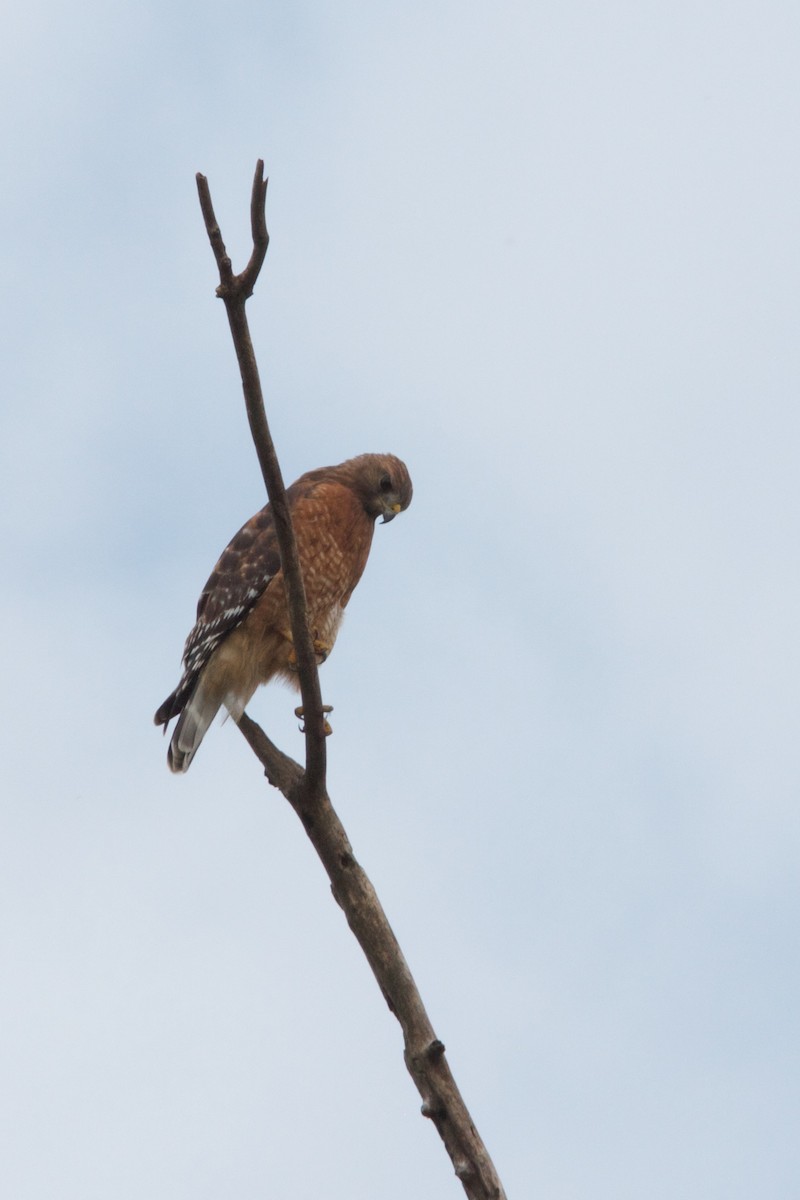 Red-shouldered Hawk - ML379779321