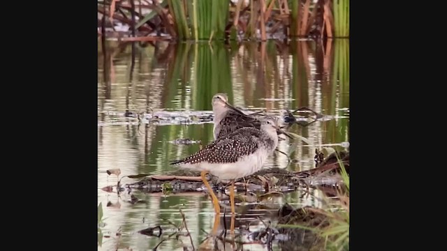 Long-billed Dowitcher - ML379779491