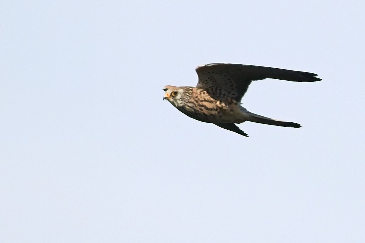 Lesser Kestrel - ML379780091