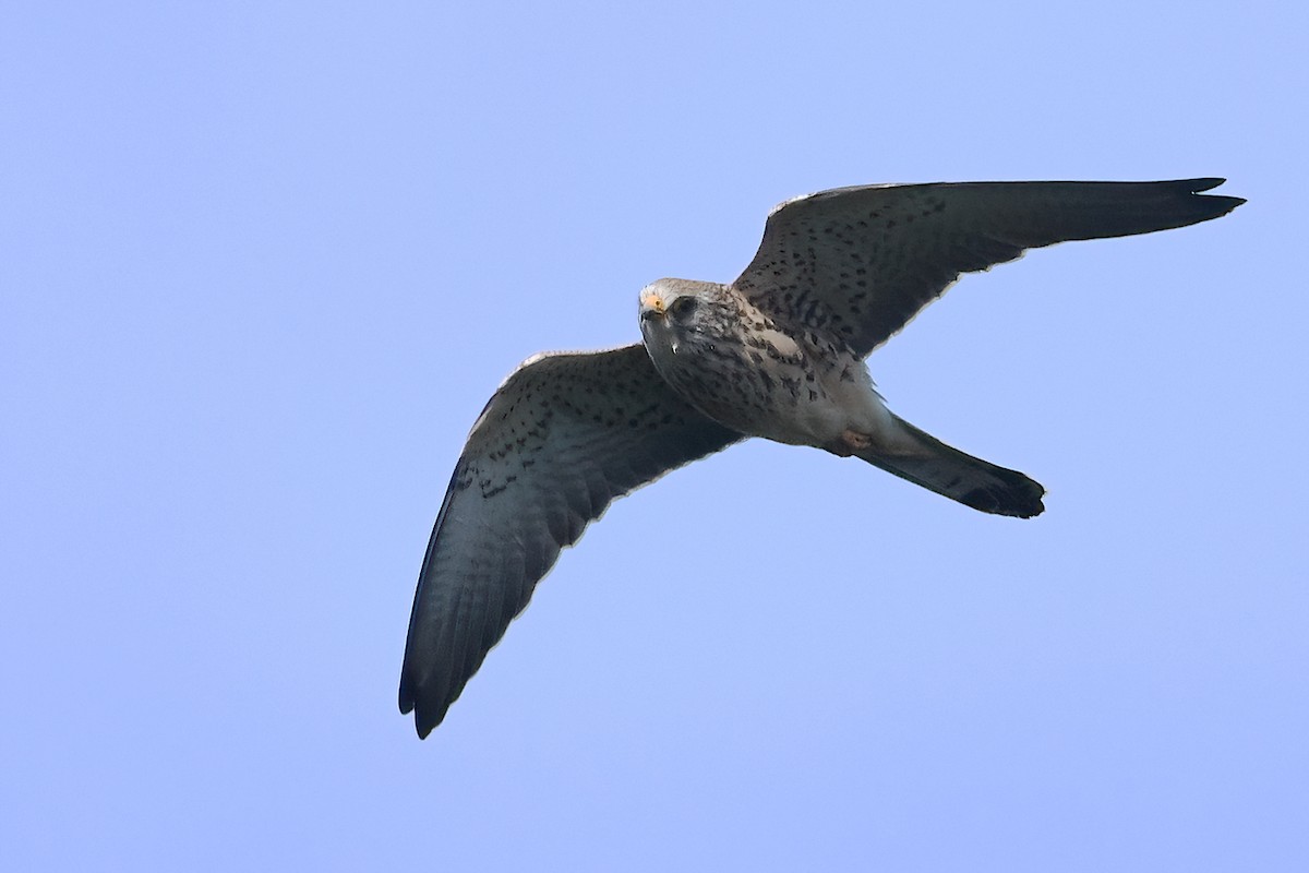 Lesser Kestrel - ML379780171