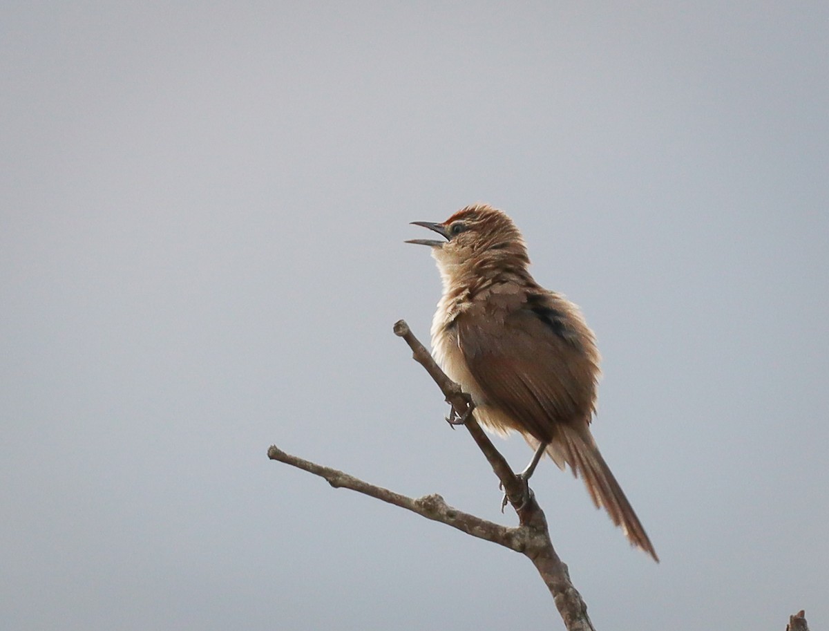 Rufous-fronted Thornbird - ML379780281