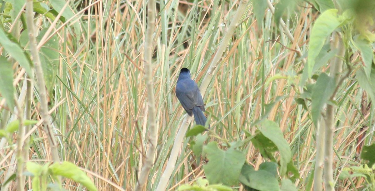 Black-naped Monarch - ML37978131