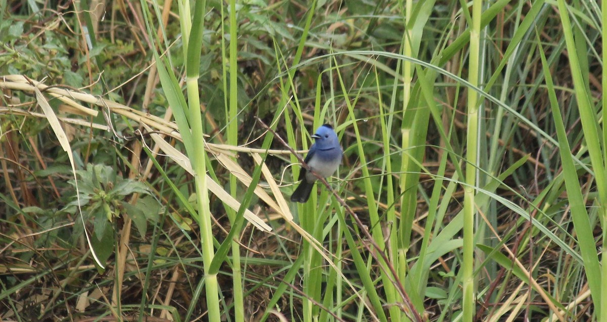 Black-naped Monarch - ML37978151