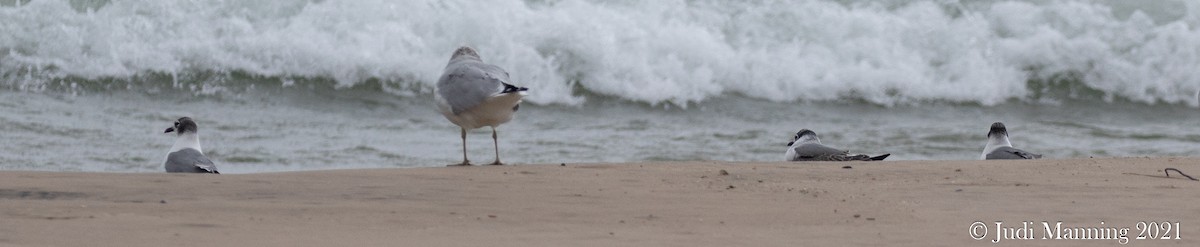 Franklin's Gull - ML379781521