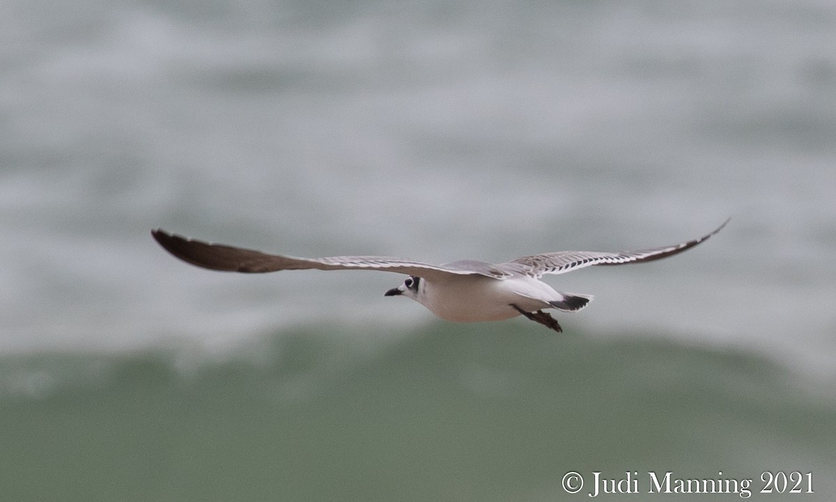 Franklin's Gull - ML379781541