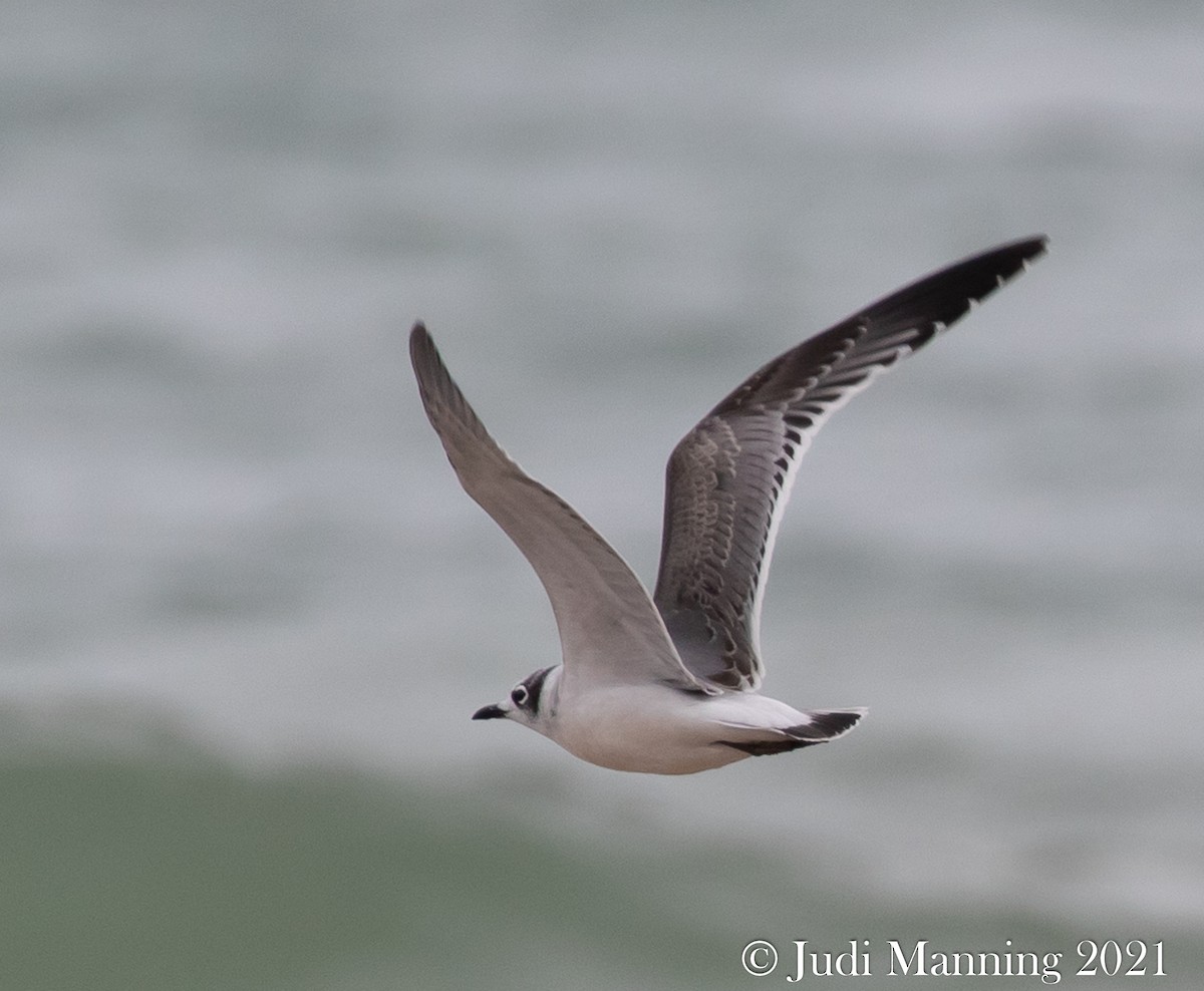 Franklin's Gull - ML379781551