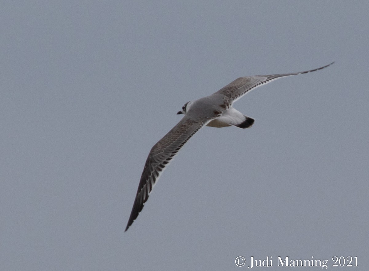 Franklin's Gull - ML379781561