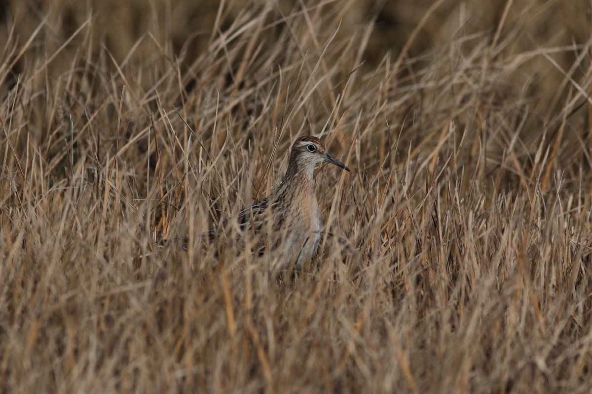 Sharp-tailed Sandpiper - ML379782211