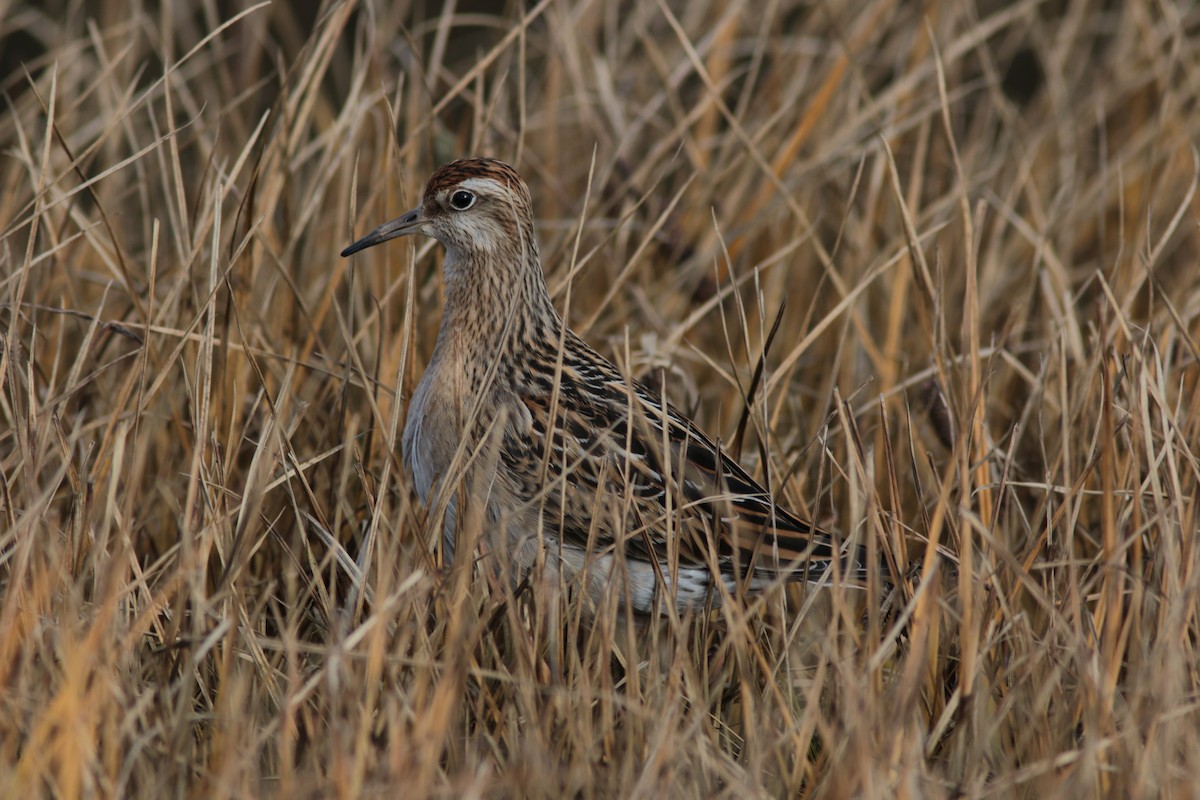 Sharp-tailed Sandpiper - ML379782281