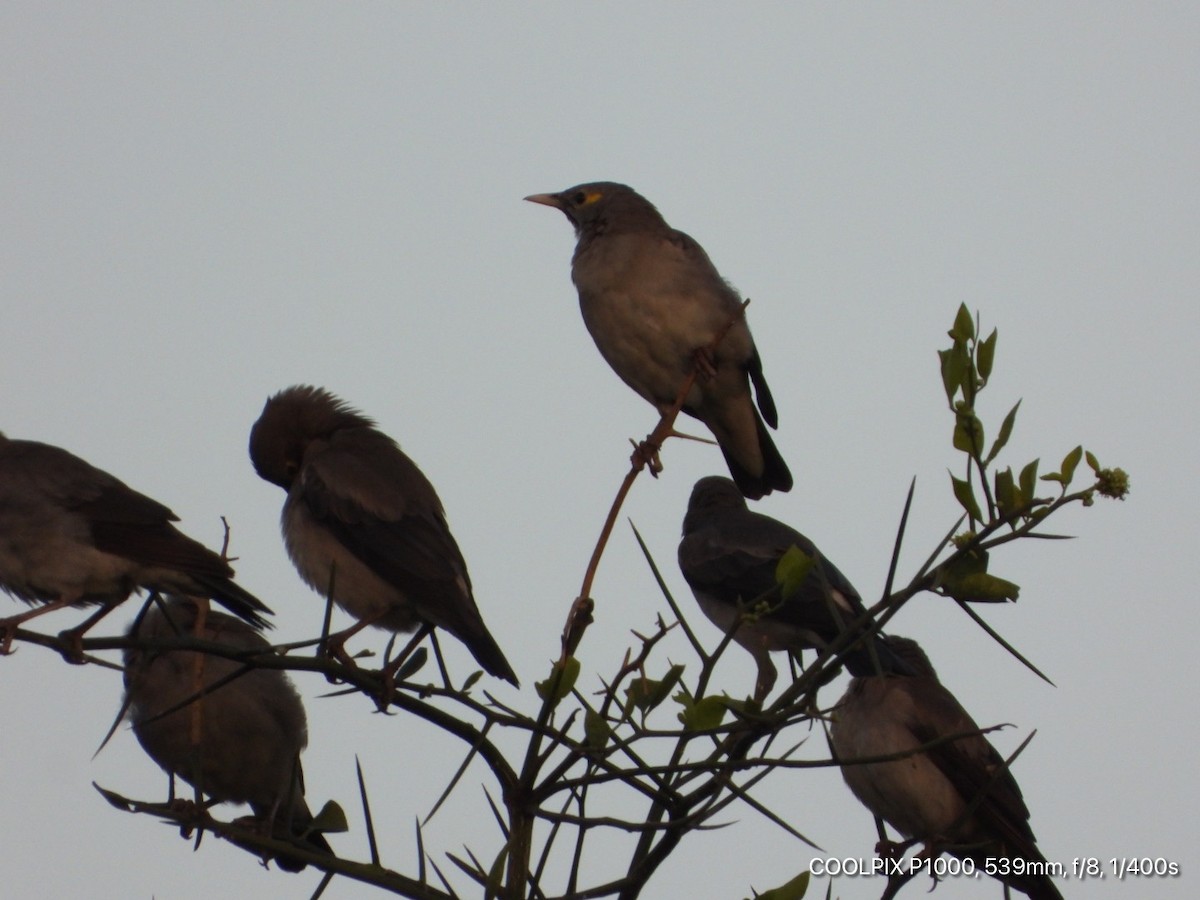 Wattled Starling - ML379783391