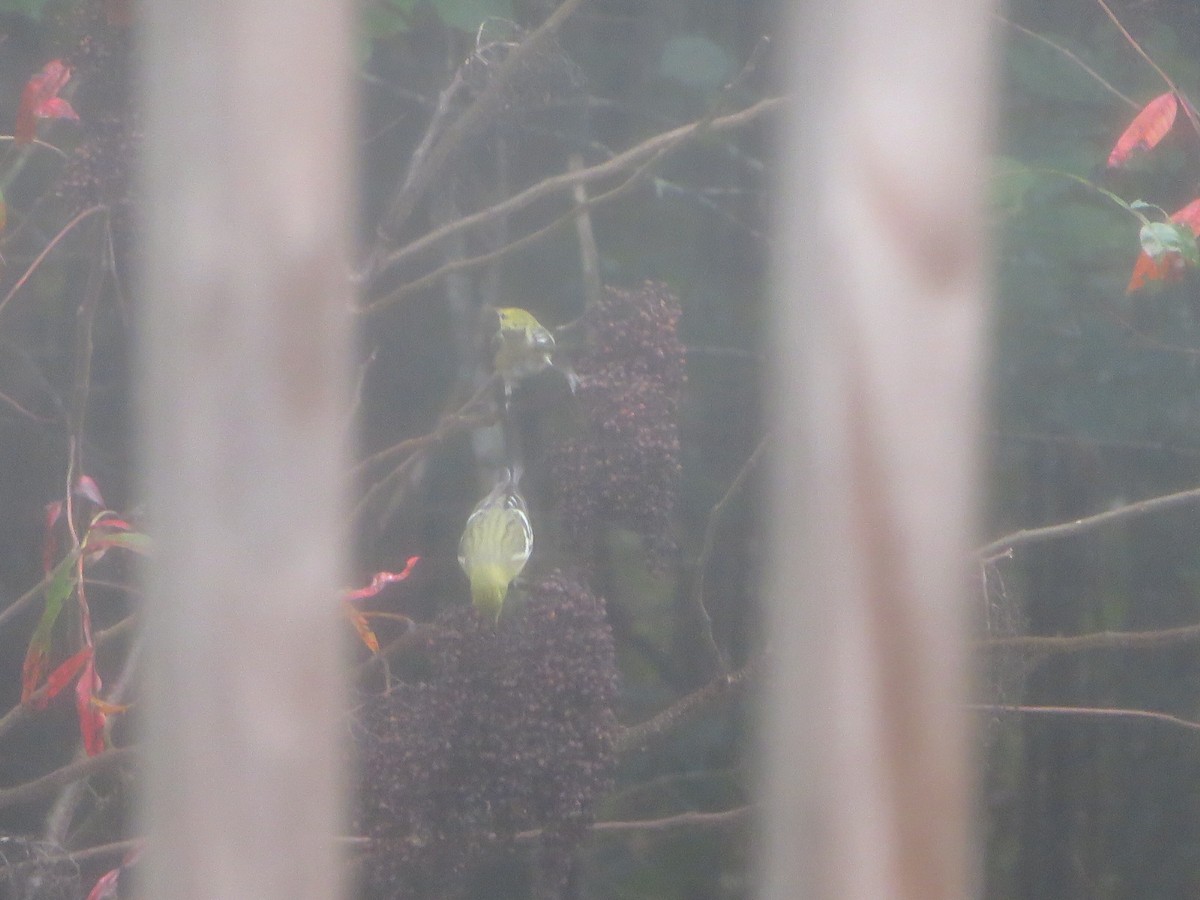 Bay-breasted Warbler - ML379784251