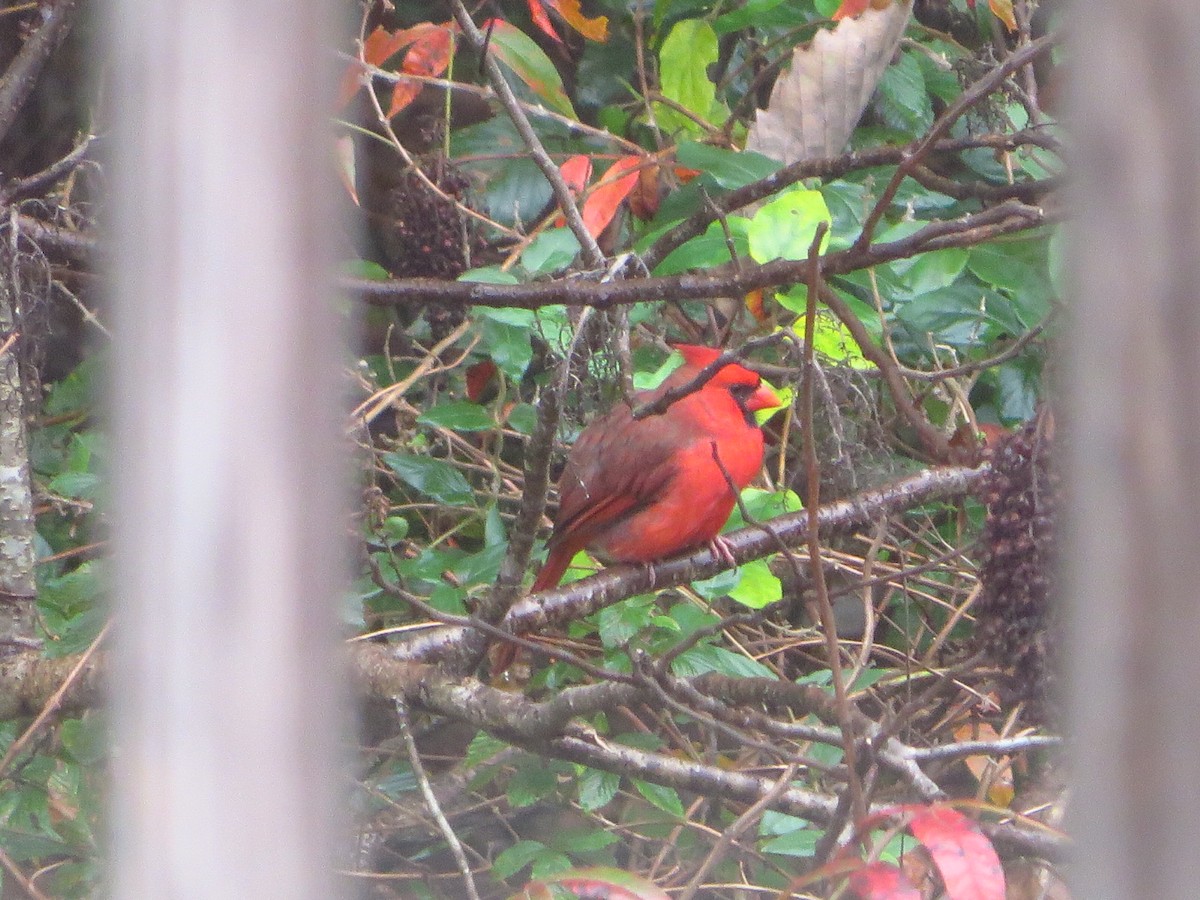 Northern Cardinal - ML379784301