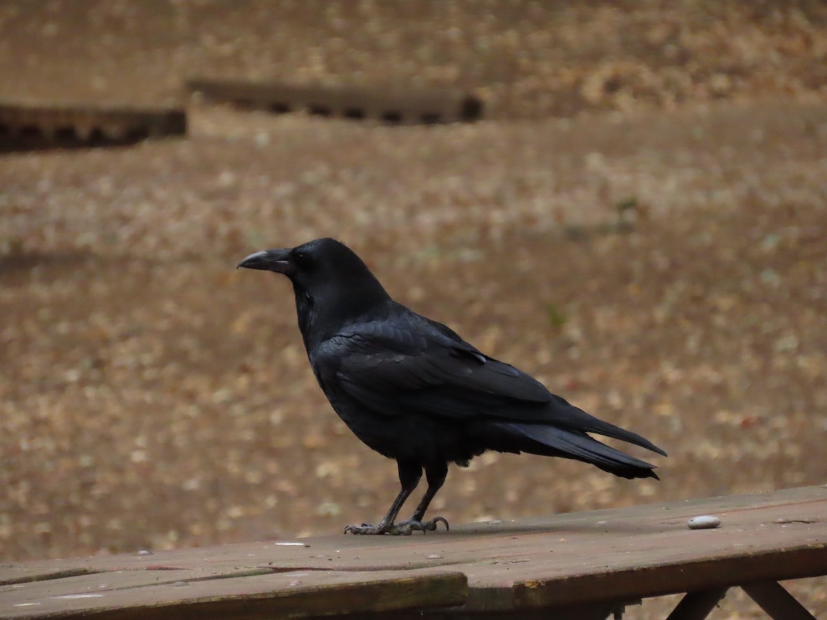 Common Raven - Susan Stanton