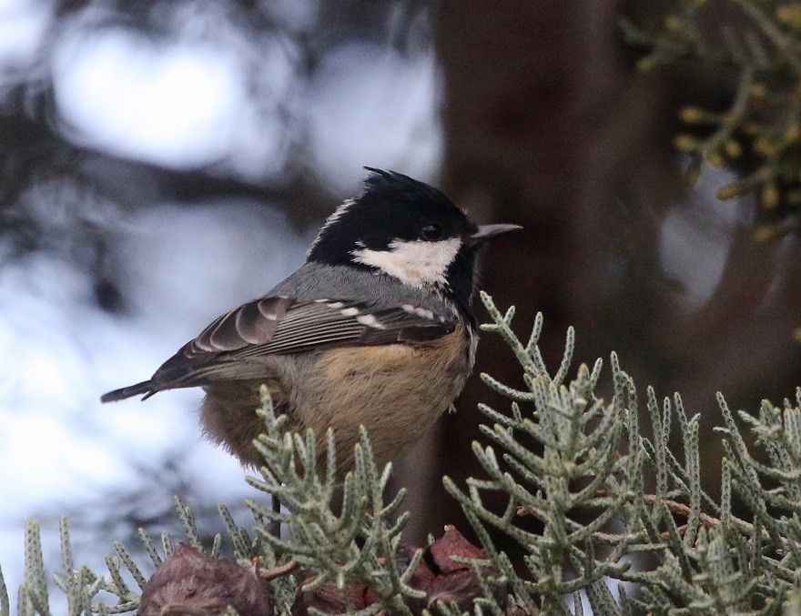 Coal Tit - ML379785201