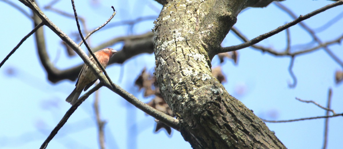 House Finch - Vickie Baily