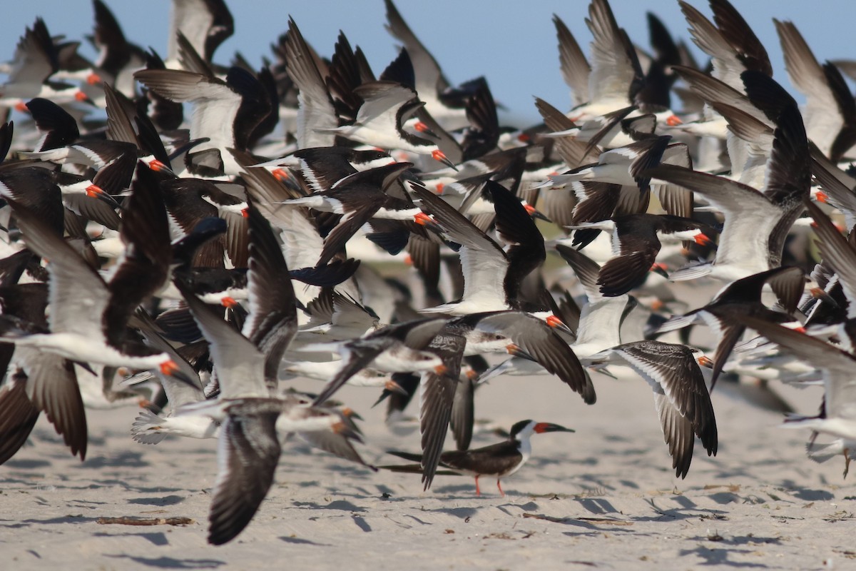 Black Skimmer - Brendan  Fogarty