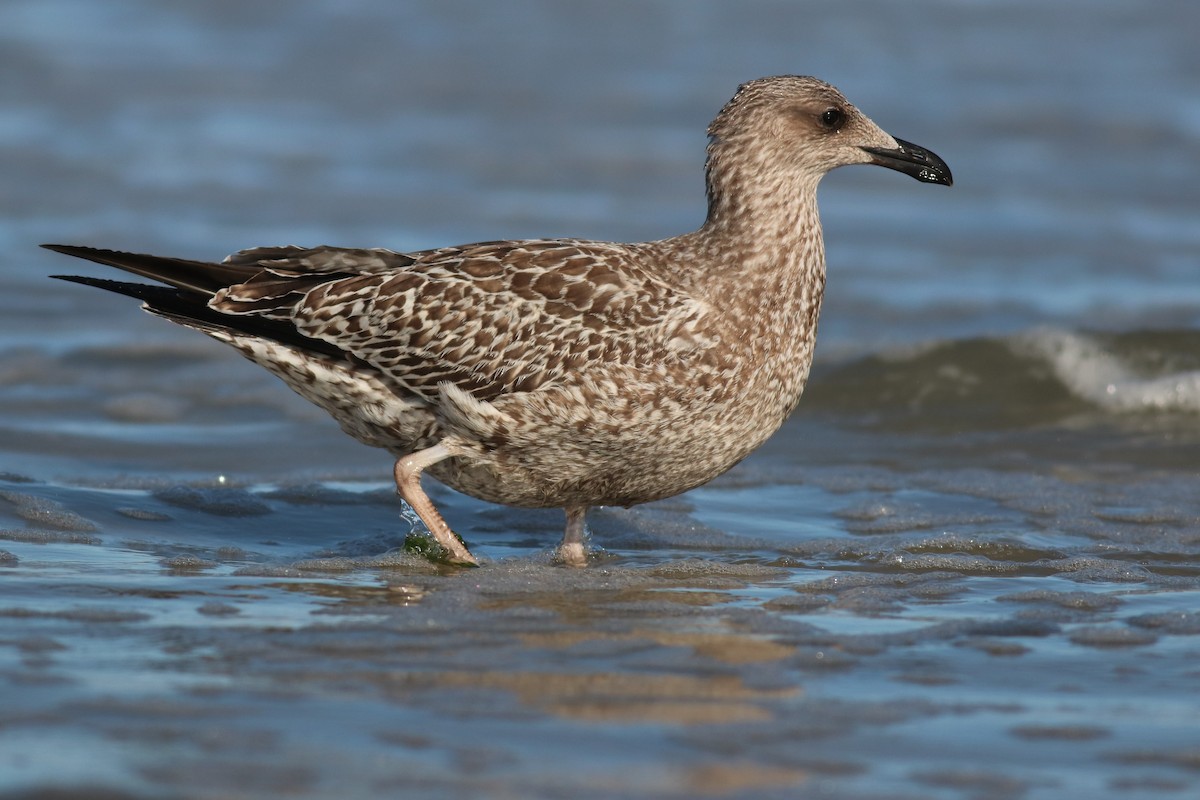 Lesser Black-backed Gull - ML379789191