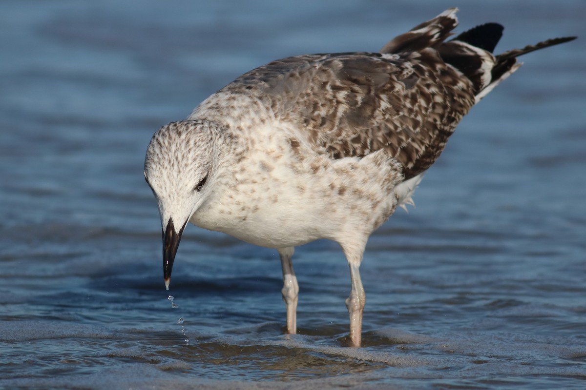 Lesser Black-backed Gull - ML379789271