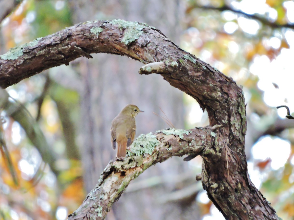 Hermit Thrush - Thomas Williams