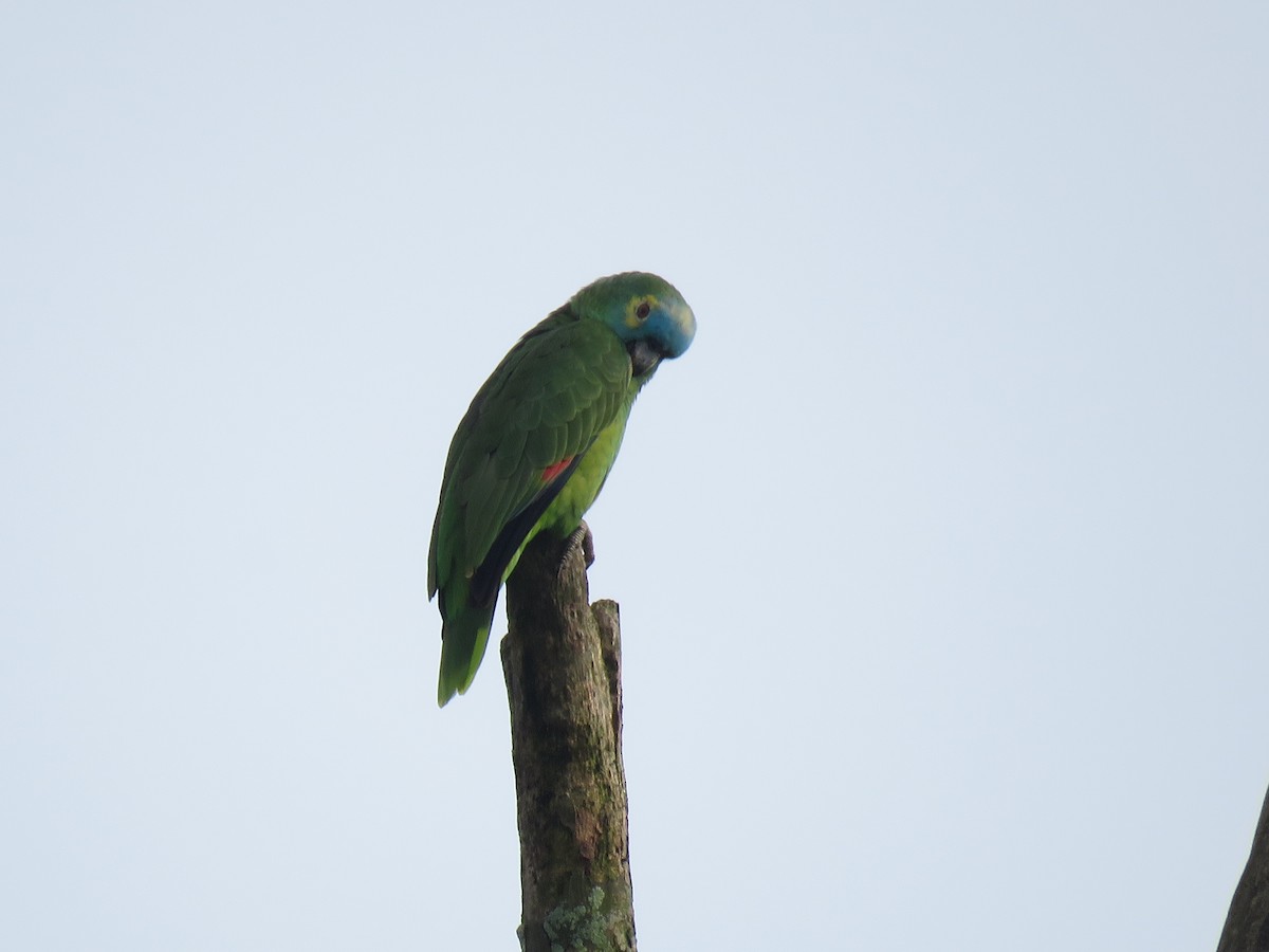 Turquoise-fronted Parrot - ML379791091