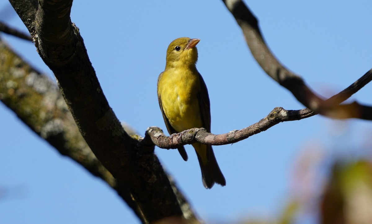 Scarlet Tanager - ML379791151