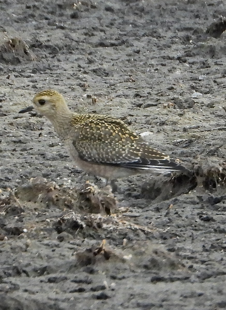 American Golden-Plover - ML379791461