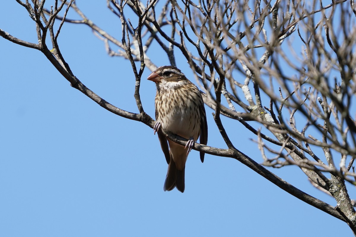 Rose-breasted Grosbeak - ML379791531