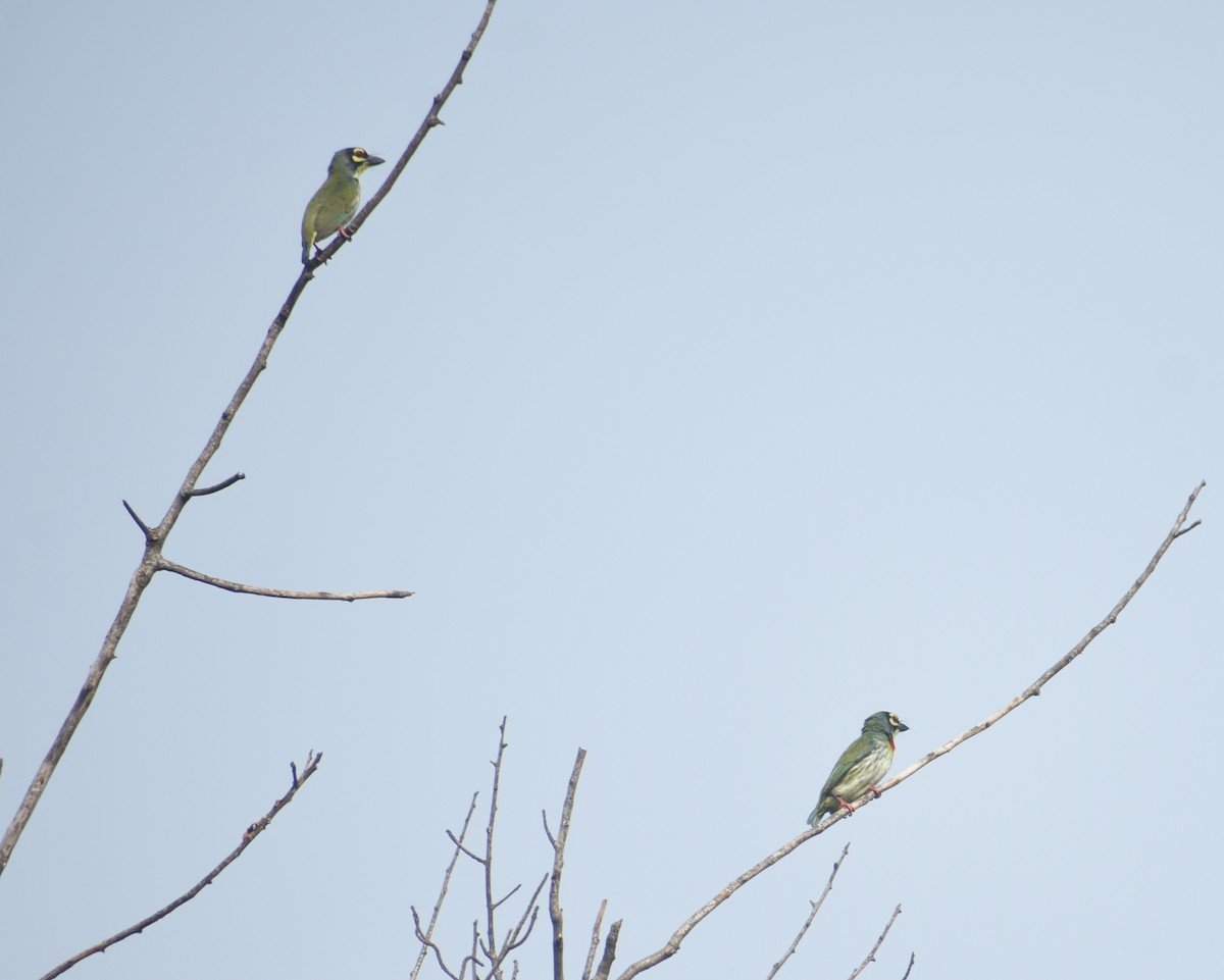 Coppersmith Barbet - ML379792131