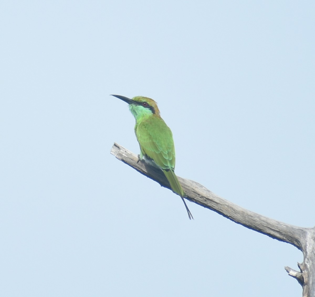 Asian Green Bee-eater - ML379793081