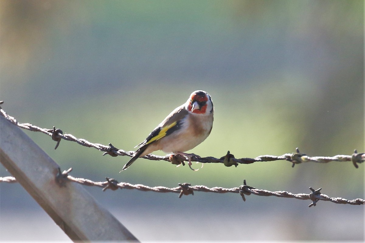 European Goldfinch - ML379793351