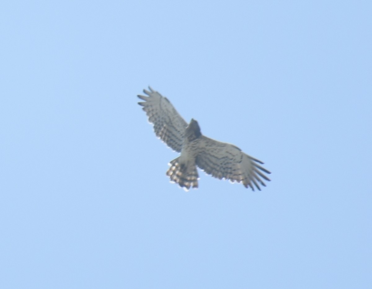 Short-toed Snake-Eagle - ML379793371