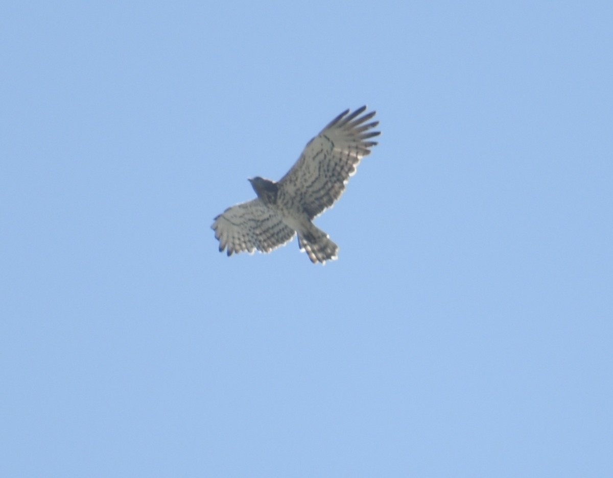 Short-toed Snake-Eagle - ML379793381