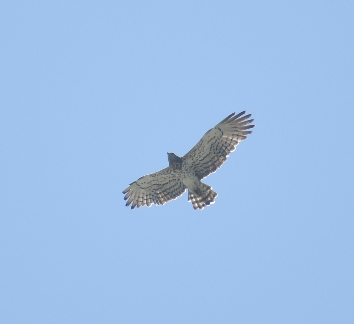 Short-toed Snake-Eagle - ML379793391
