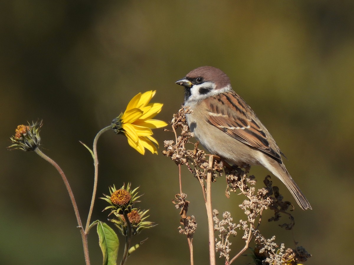 Eurasian Tree Sparrow - ML379794111