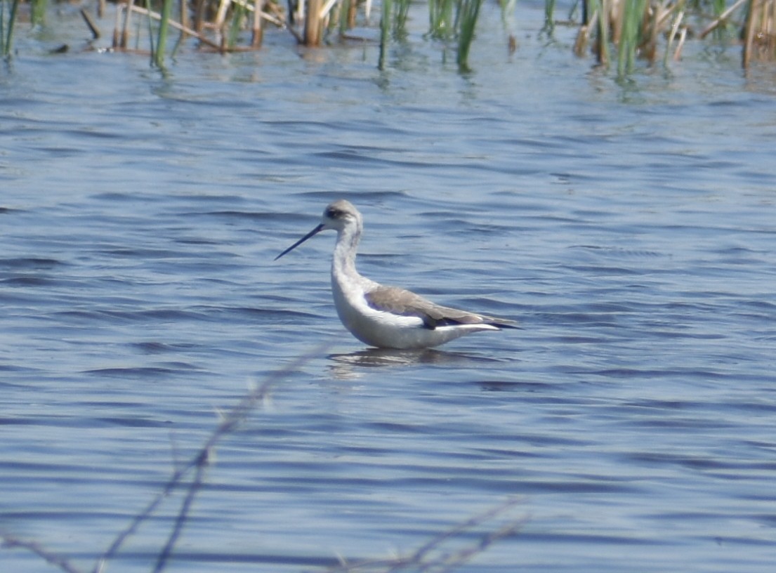 Black-winged Stilt - ML379796071