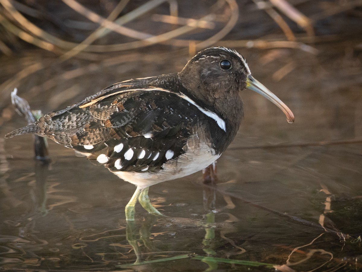 ナンベイタマシギ - eBird