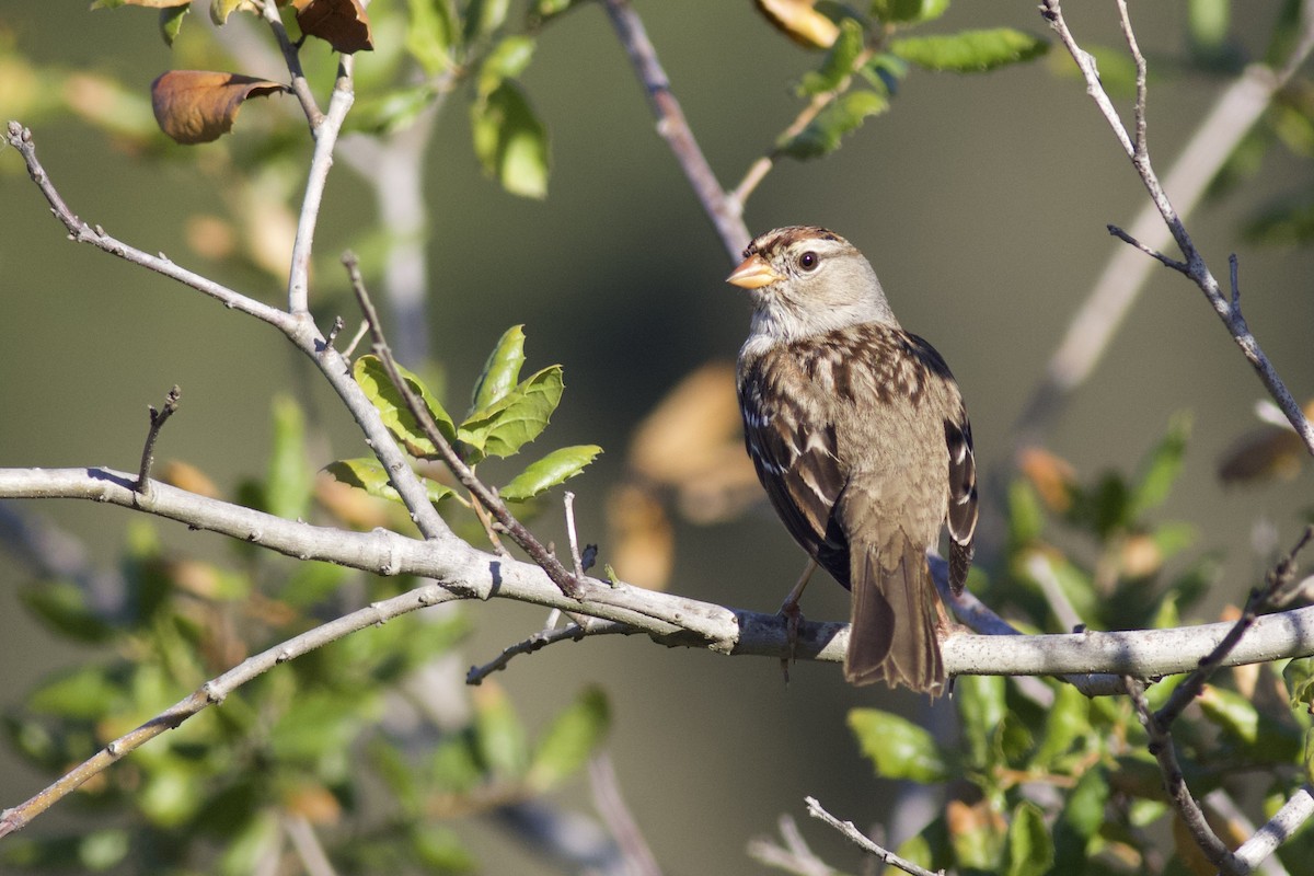 White-crowned Sparrow (Gambel's) - ML379800881