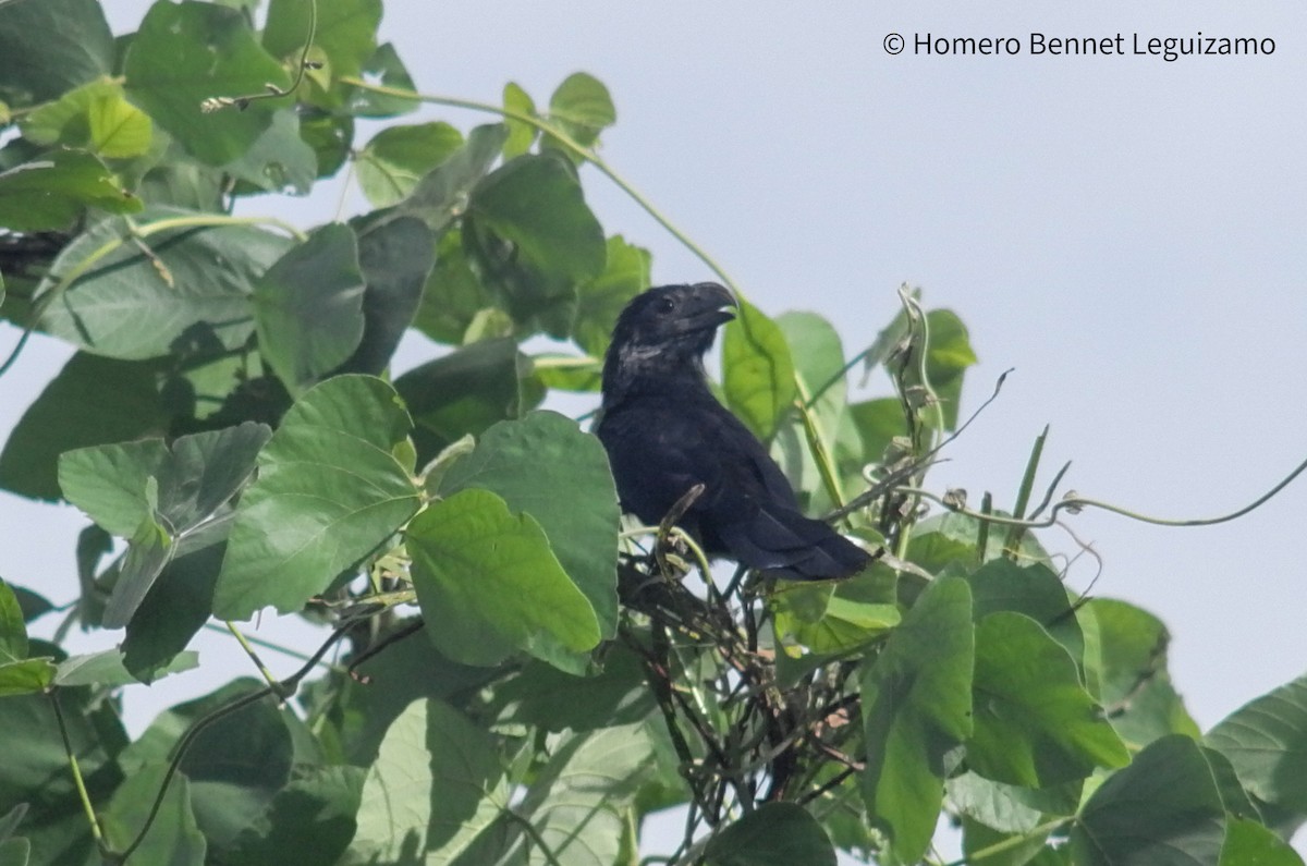 Groove-billed Ani - ML379800971