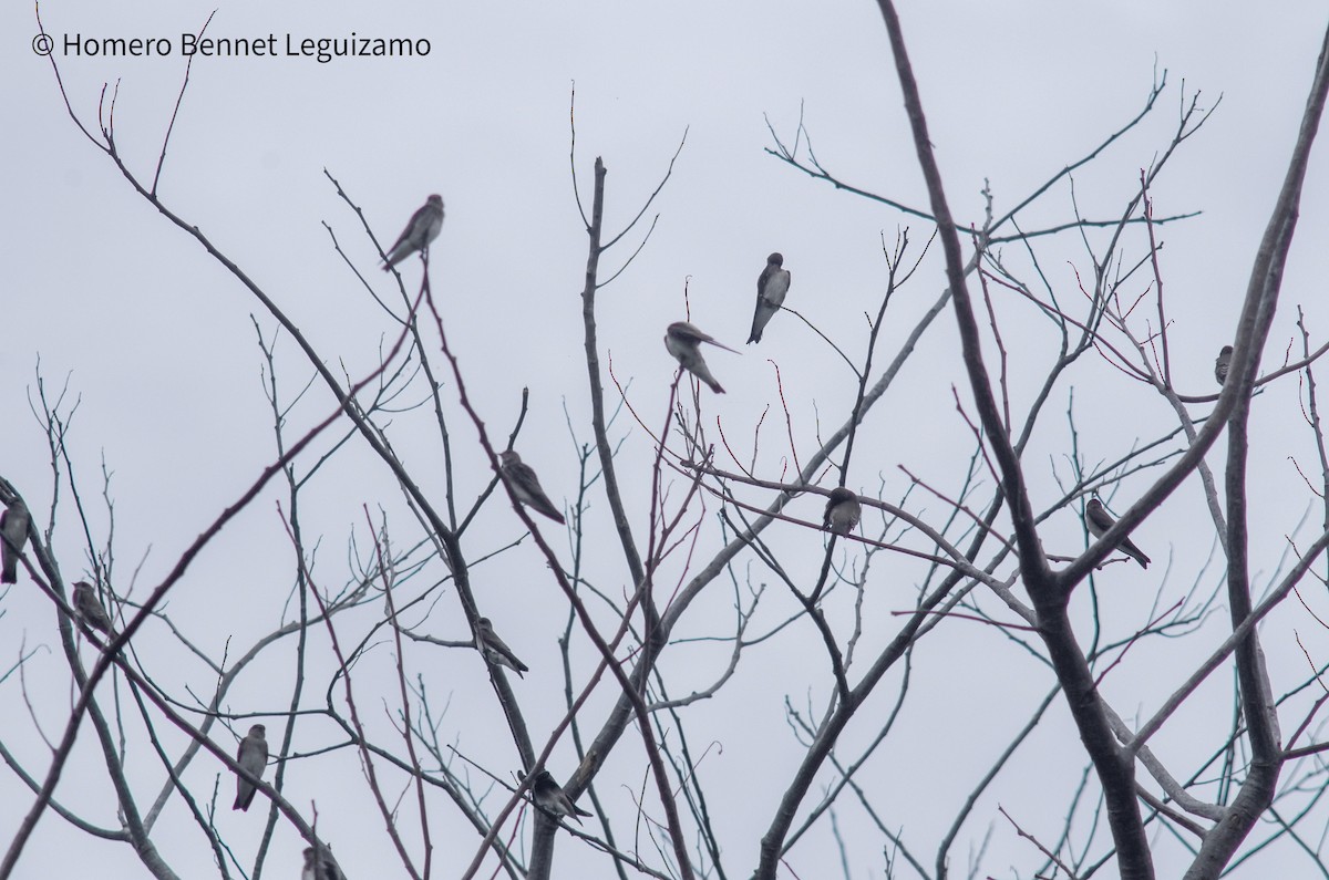 Northern Rough-winged Swallow - ML379801931