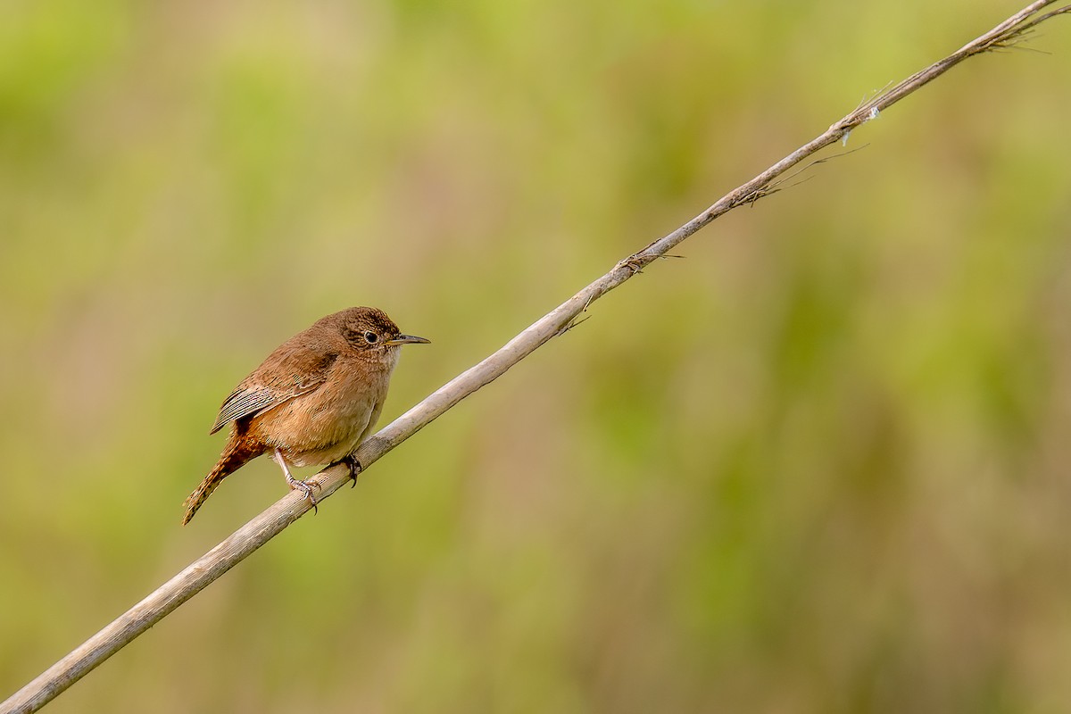 House Wren - ML379806901