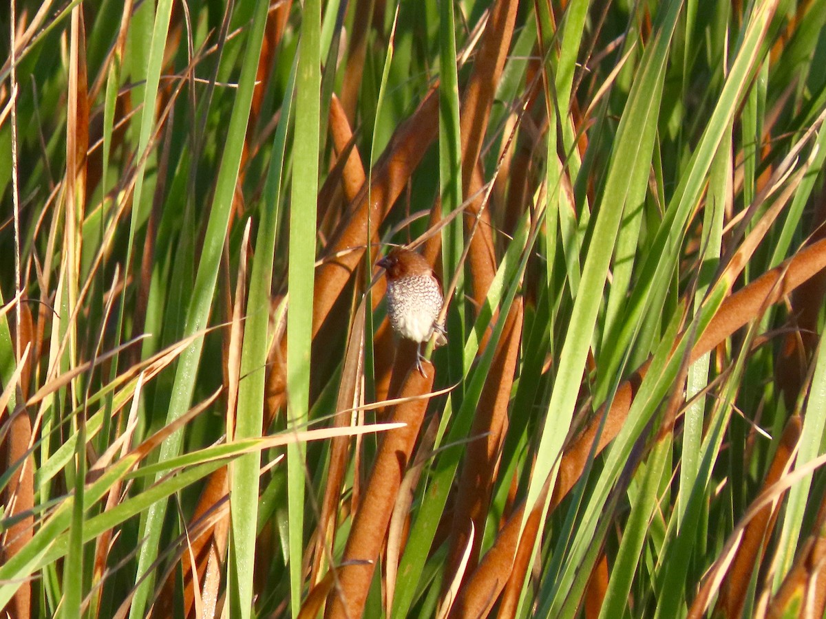 Scaly-breasted Munia - ML379808231