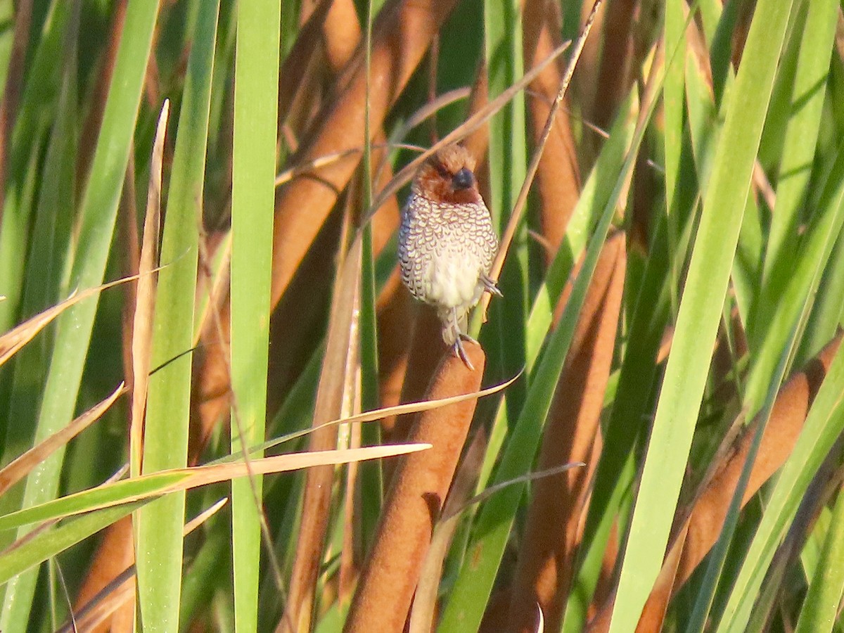 Scaly-breasted Munia - ML379808251